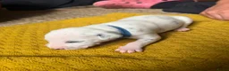Dalmatian dogs for sale: Beautiful KC reg Dalmatian pups - Advert 4
