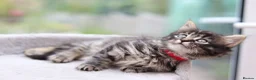 Mixed Breed cats for sale: Beautiful Kittens Ready NOW - Advert 11
