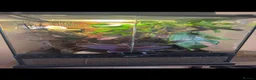 Gecko reptiles for sale: Crested gecko babies  - Advert 7