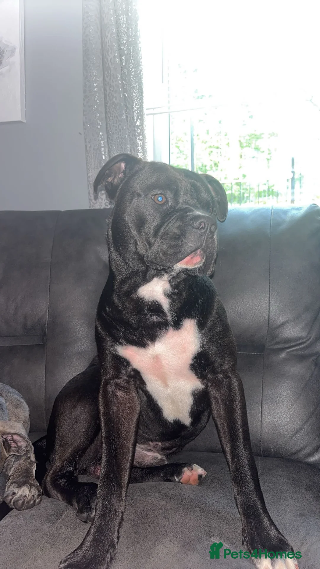 Mixed Breed dogs for sale: Buster seeking forever home !  in Newcastle upon Tyne - Advert 1