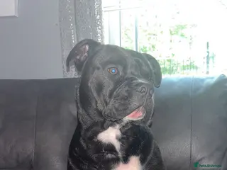 Mixed Breed dogs Buster seeking forever home ! - Advert 1