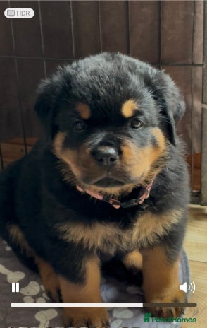 Rottweiler dogs - Advert 4