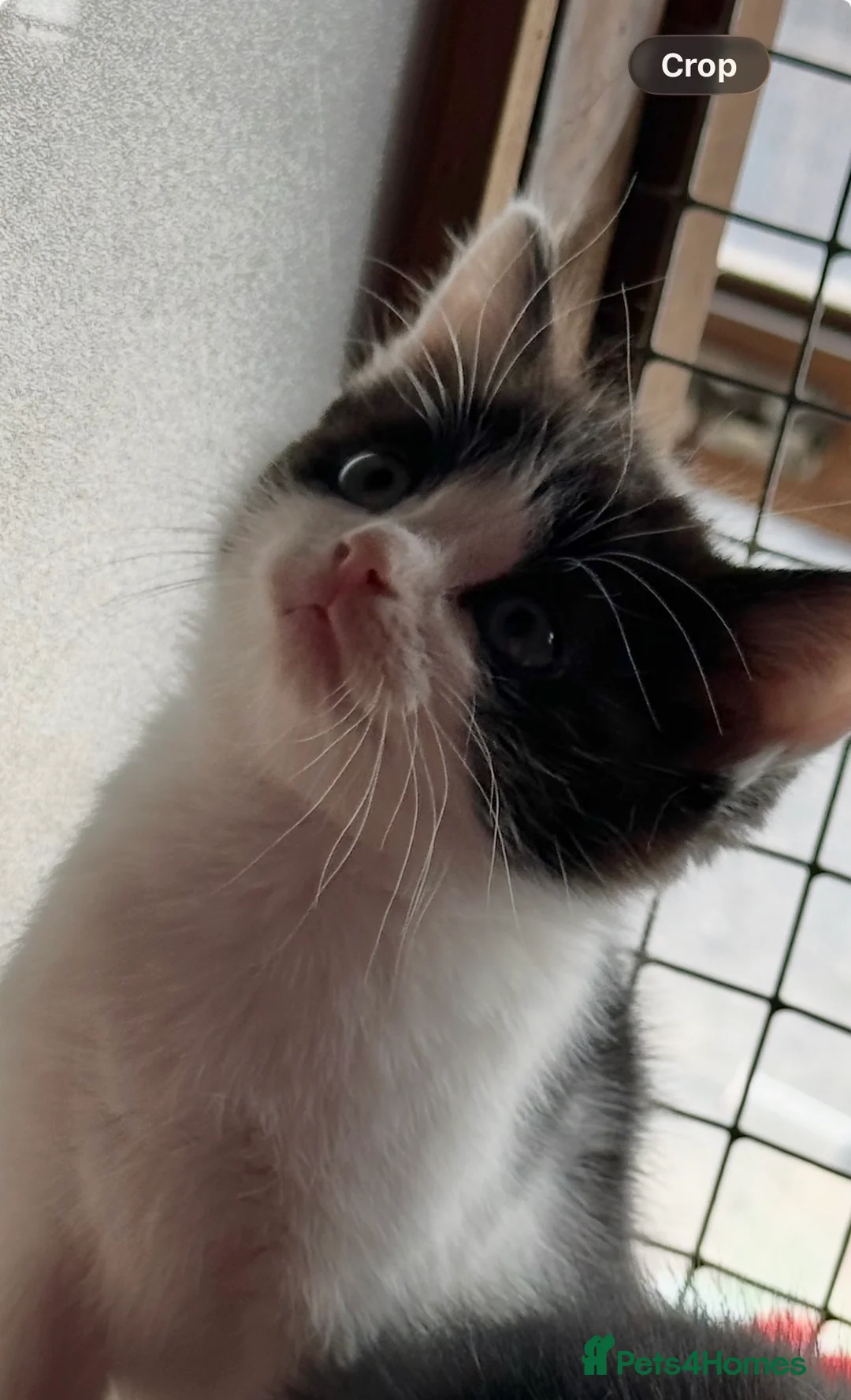 Mixed Breed cats for sale: Beautiful Kittens  - Advert 2