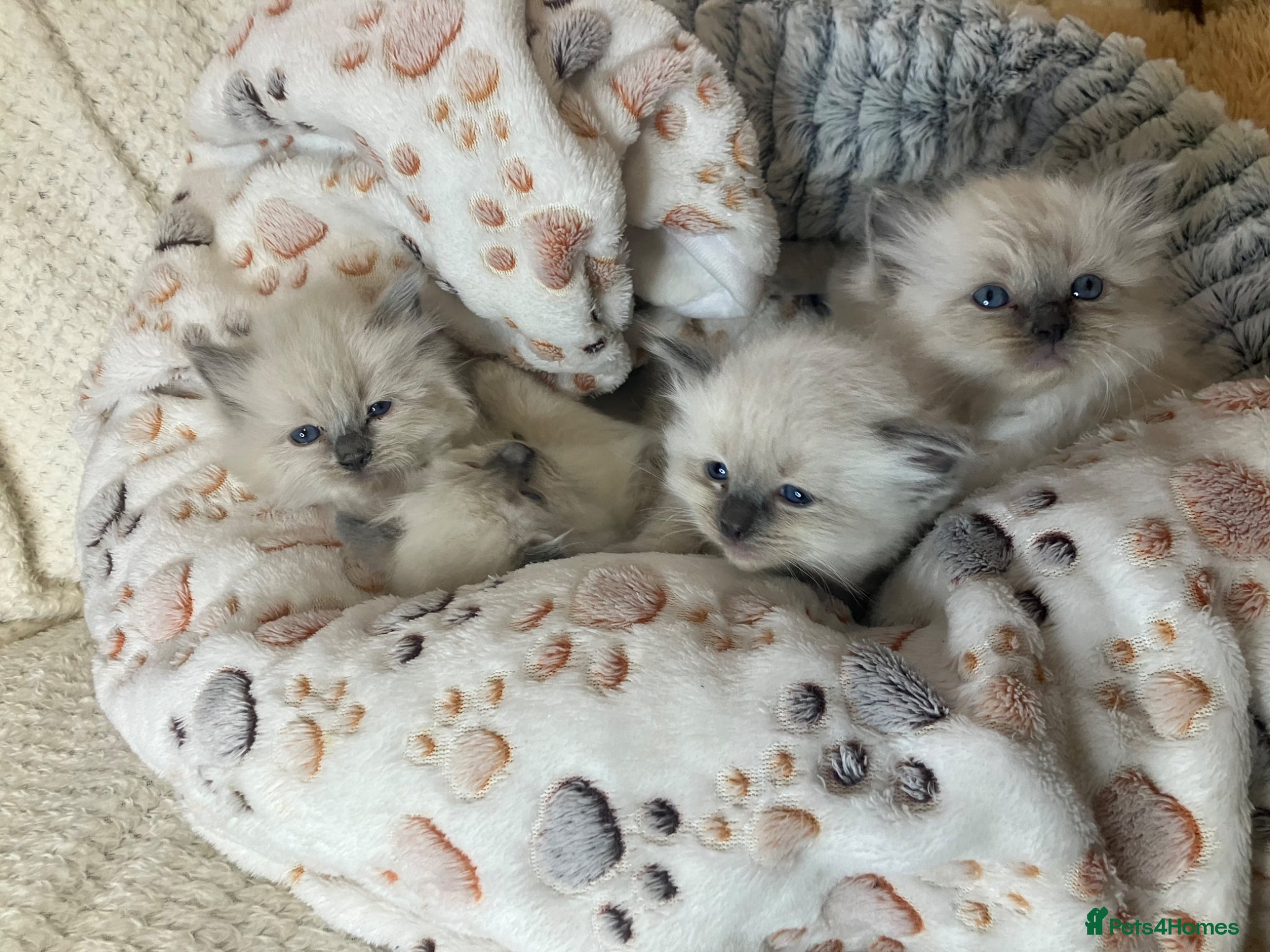 Ragdoll cats Stunning Bluepoint kittens for Sale  - Advert 1