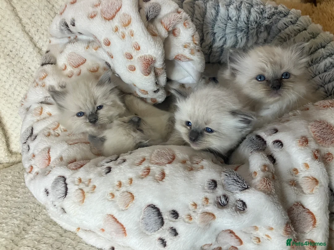 Ragdoll cats for sale: Stunning Bluepoint kittens for Sale  - Advert 1