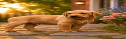 Labrador Retriever dogs for sale: Exceptional Labrador puppies  - Advert 9