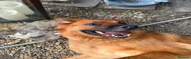 Golden Shepherd 1