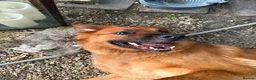 Golden Shepherd dogs for sale: Golden Shepherd - Advert 30
