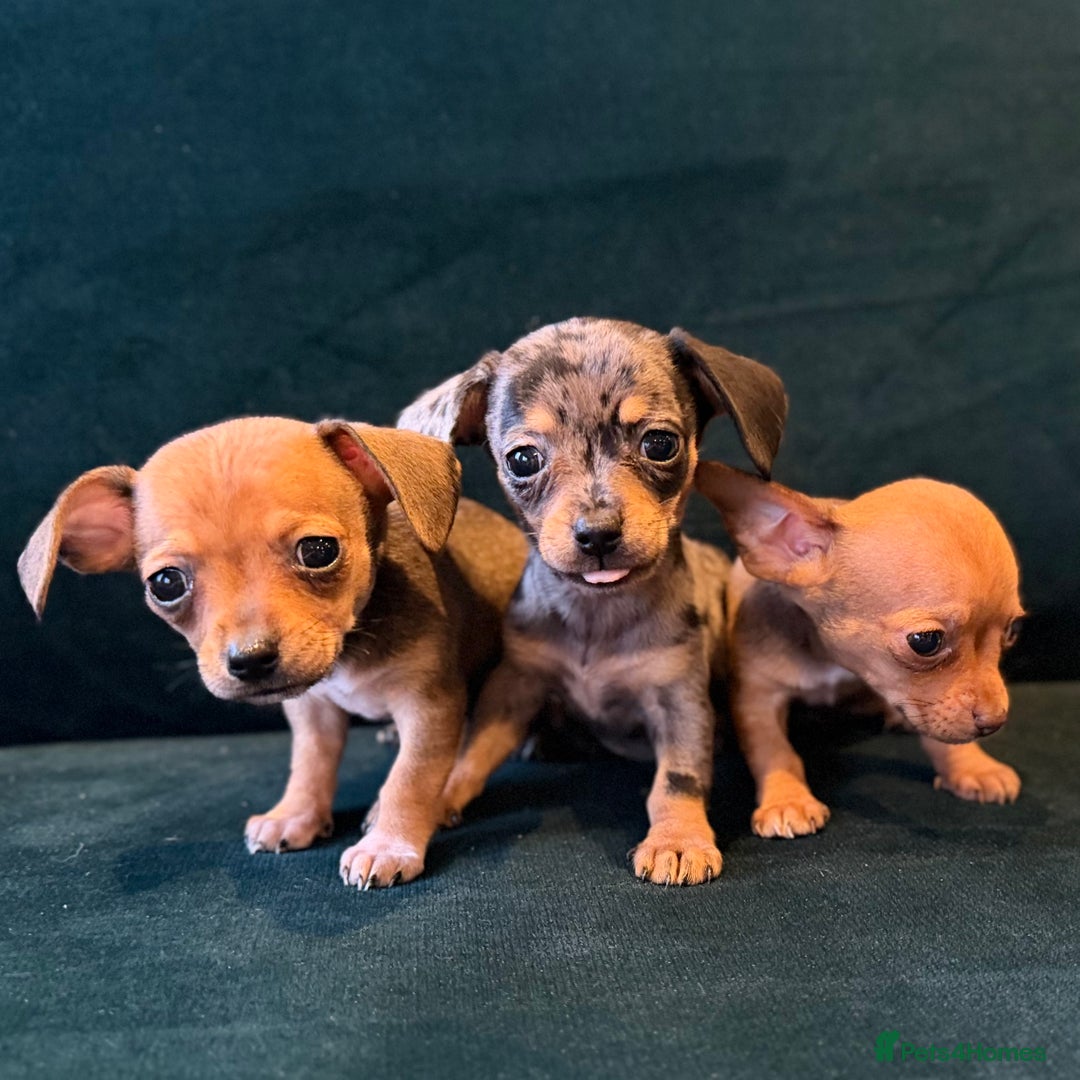 Mixed Breed dogs for sale: Chihuahua cross dachshund puppies  - Advert 13