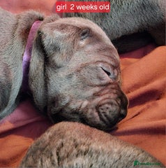 Cane Corso Puppy 6