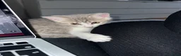 Mixed Breed cats for sale: Home for Leo  - Advert 8