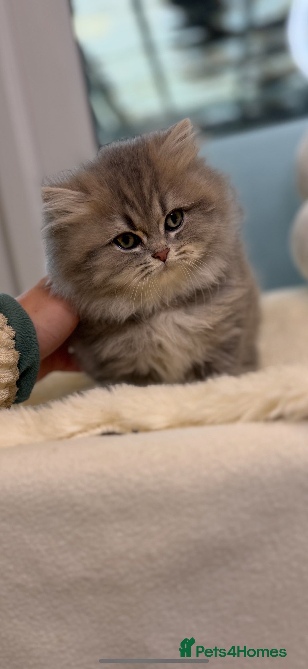 British Shorthair cats for sale: Affectionate lap cats health tested parents  - Advert 40