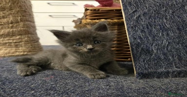 Maine Coon cats - Advert 13