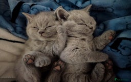 British Shorthair cats for sale: X2 British shorthair female kittens  - Advert 10
