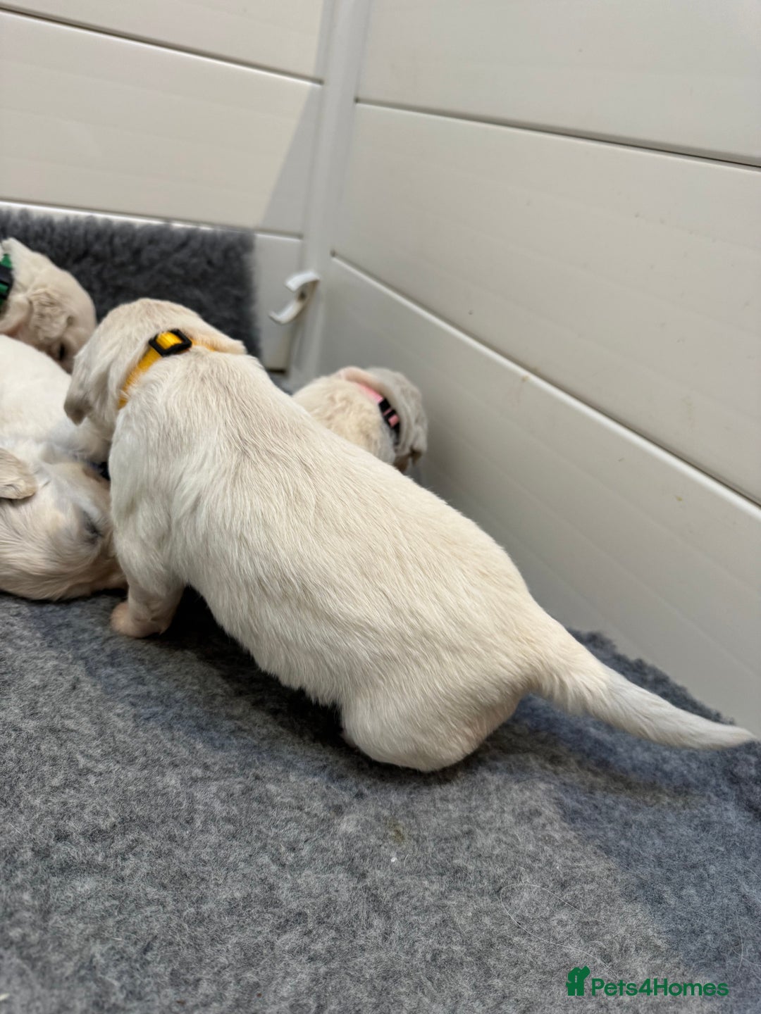 Golden Retriever dogs for sale: KC Beautiful Golden Retriever Cream Puppies - Advert 16