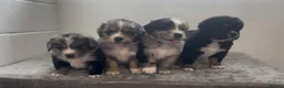 Mixed Breed dogs for sale: Australian Shepherd x Golden Retriever Puppies - Advert 4