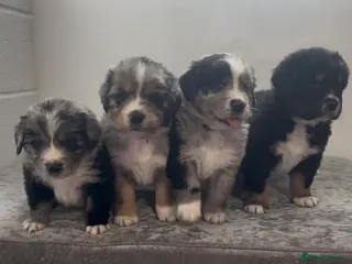 Mixed Breed dogs Australian Shepherd x Golden Retriever Puppies - Advert 2