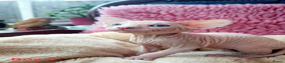 Sphynx Kitten 1