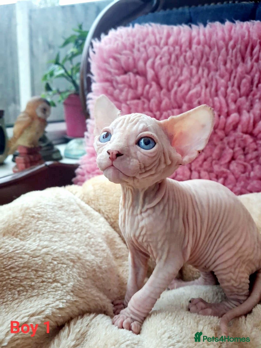 Sphynx cats for sale: Sphynx Kittens - Image 4