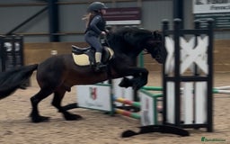 Fell horses for sale: Basil 13.2 registered fell gelding  - Image 13