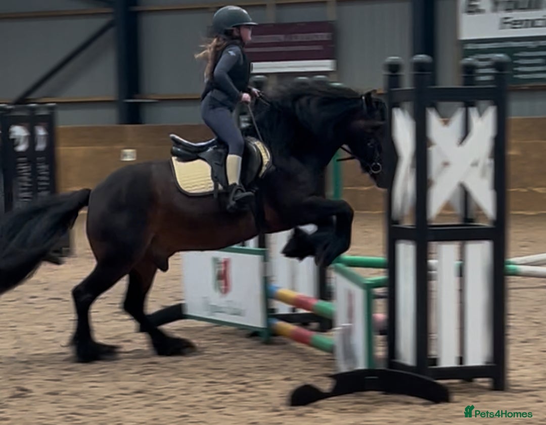 Fell horses for sale: Basil 13.2 registered fell gelding  - Image 13