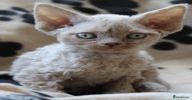 Devon Rex cats - Advert 15