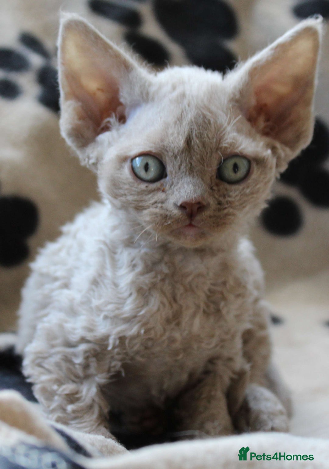 Devon Rex cats for sale: Beautiful Devon Rex Kittens - GCCF registered - Image 3