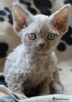 Devon Rex cats - Advert 1