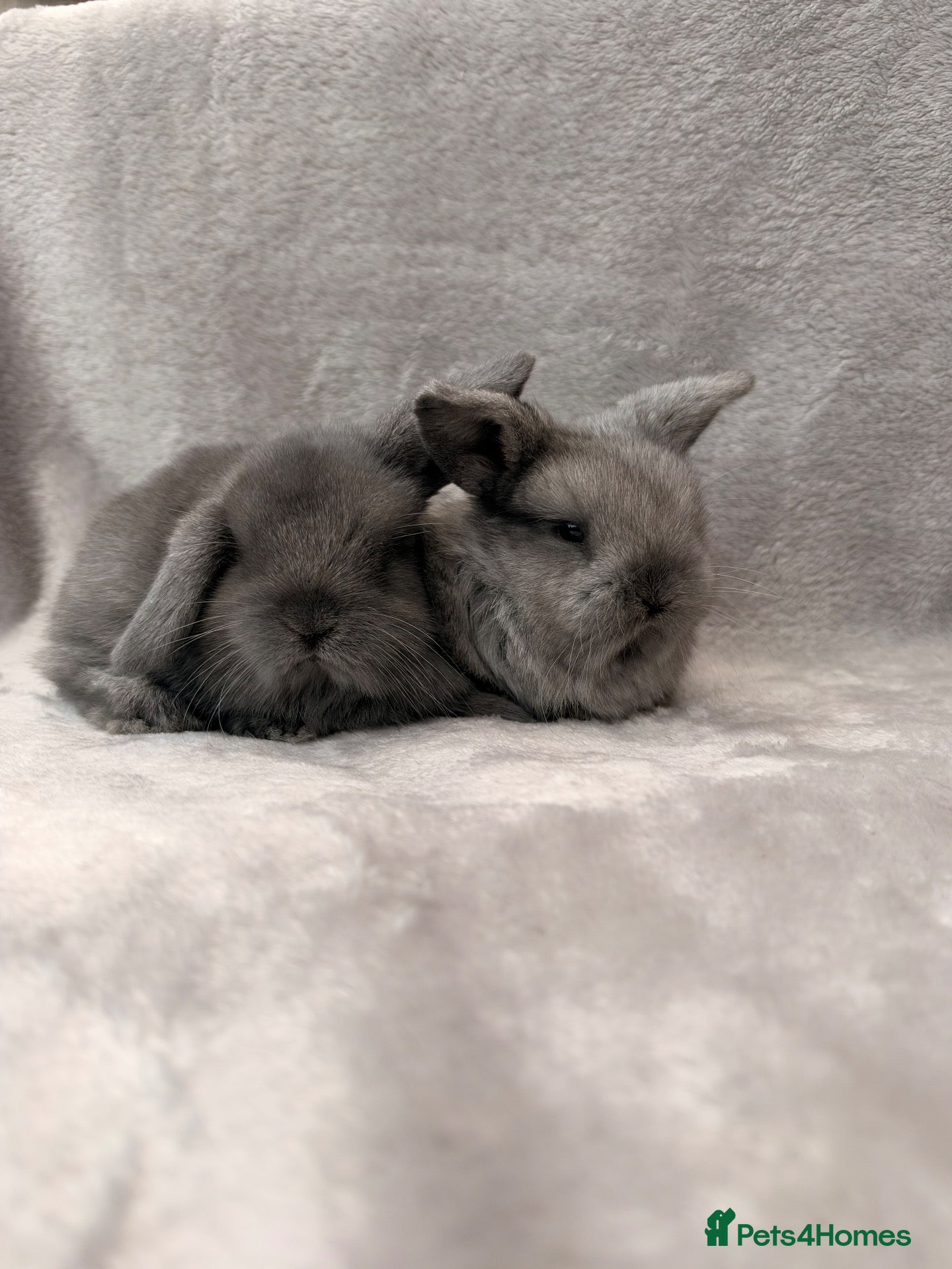 Mini Lop rabbits Mini Lop bunnies for sale - Advert 15