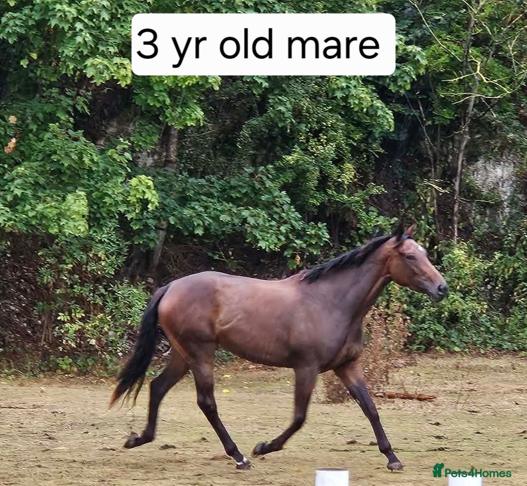 Irish Thoroughbred horses 15.2 + Thoroughbred Mares Available  - Advert 1