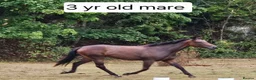 Irish Thoroughbred horses for sale: 15.2 + Thoroughbred Mares Available  - Advert 1