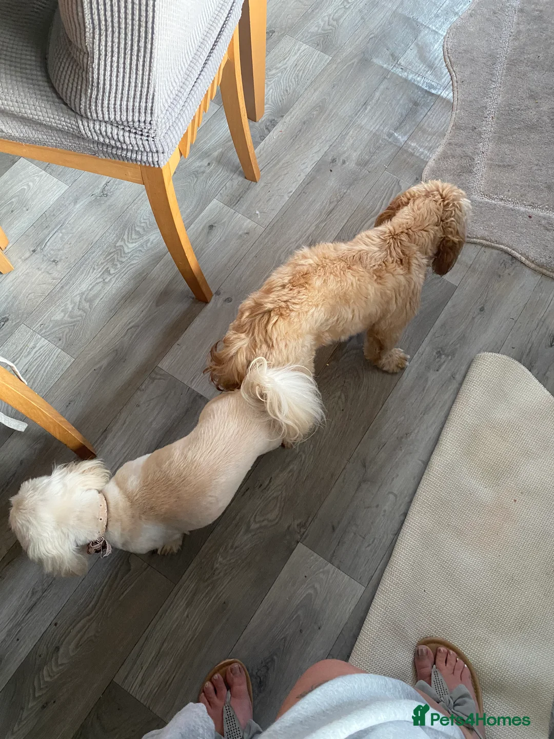 Shih Tzu dogs for stud: Imperial Shih Tzu Stud in Leeds - Advert 3