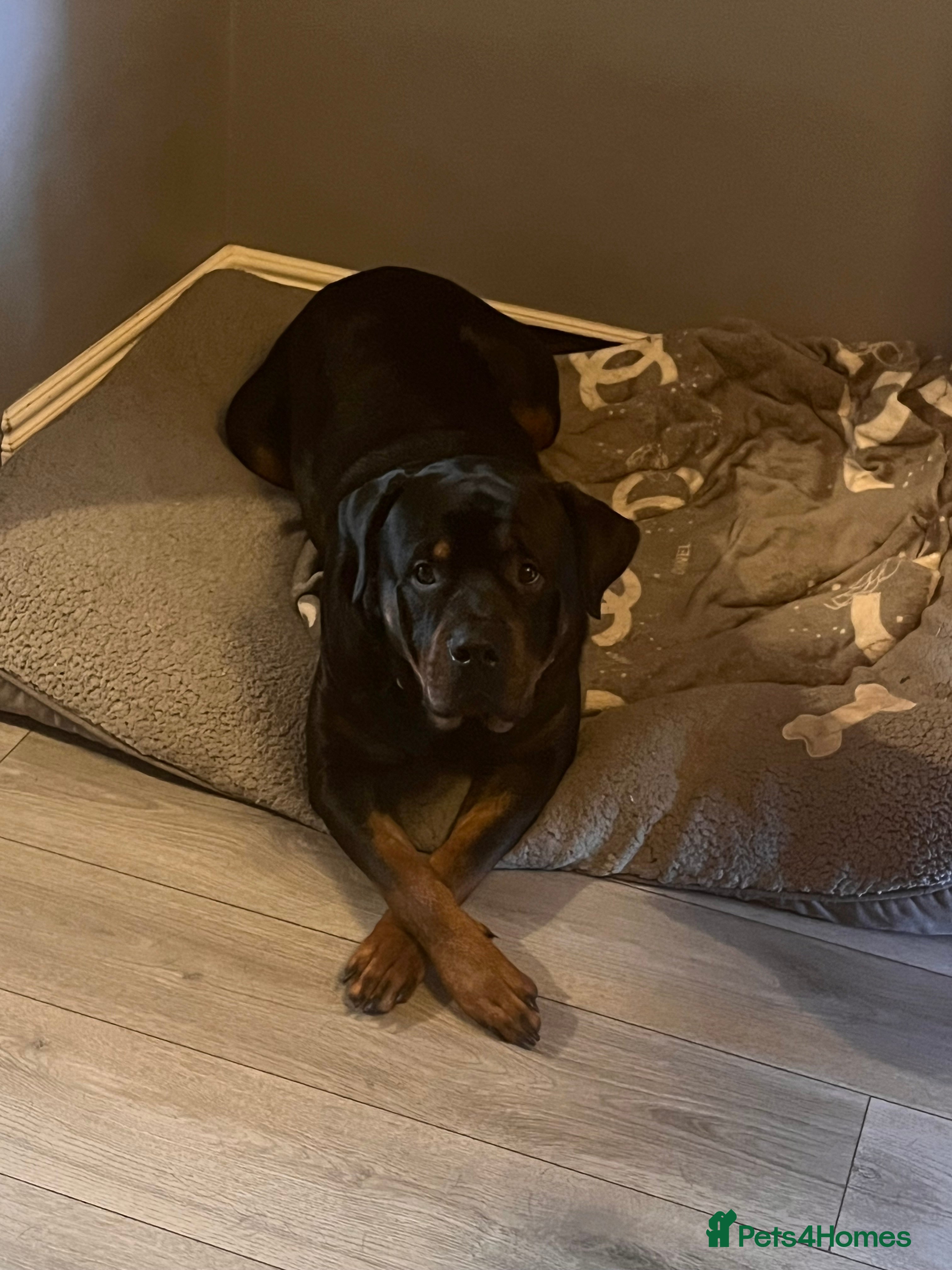 Rottweiler dogs Two year old entire male rottie  - Advert 4