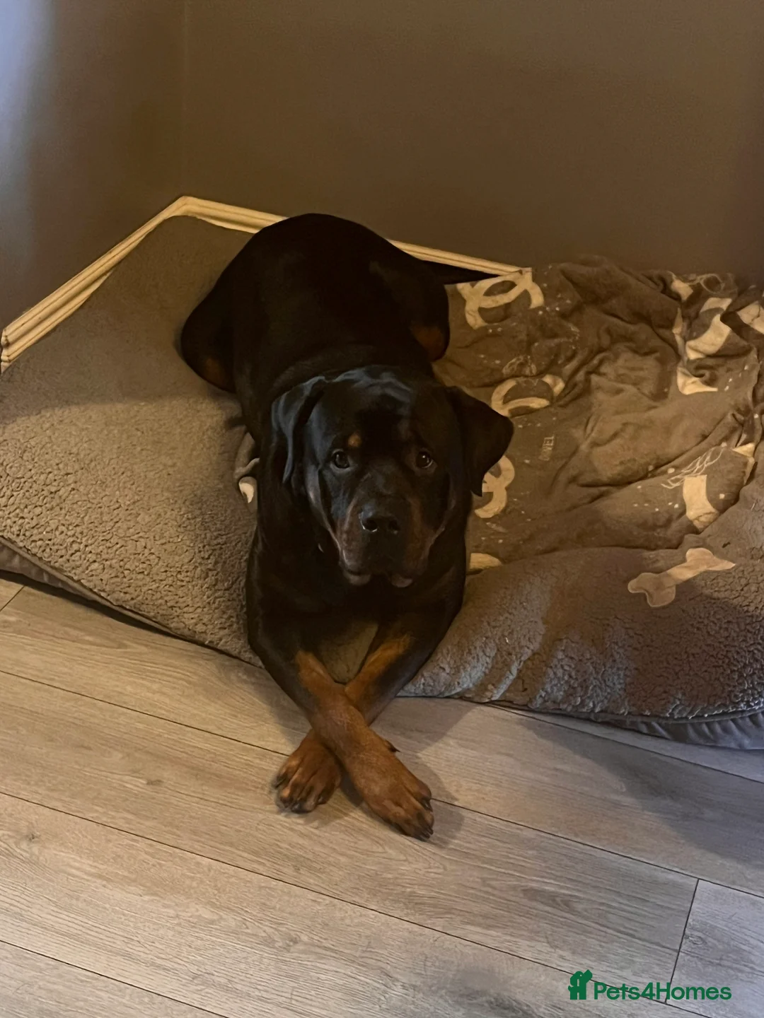 Rottweiler dogs for sale: Two year old entire male rottie  - Advert 1