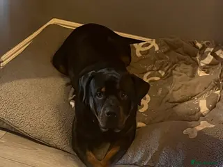 Rottweiler dogs Two year old entire male rottie - Advert 17