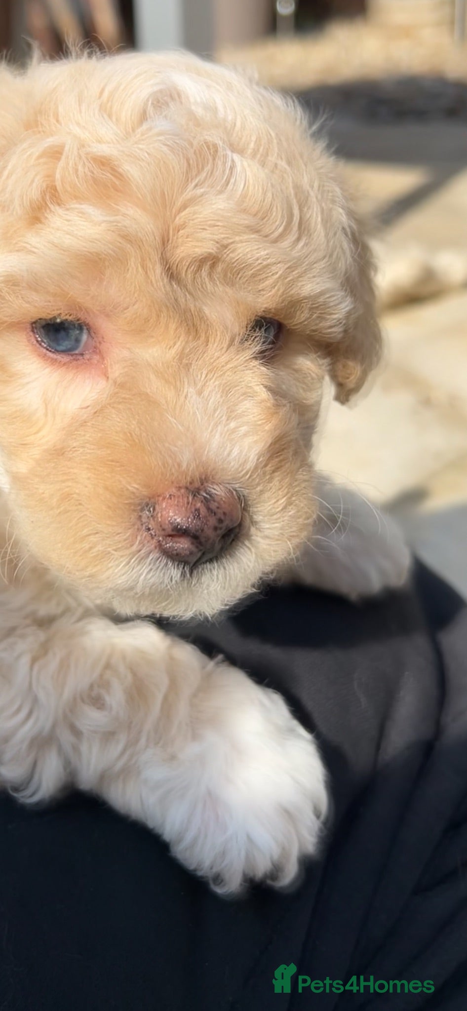 Poochon dogs Cute Cream/white with brown noses poochon puppies - Advert 1