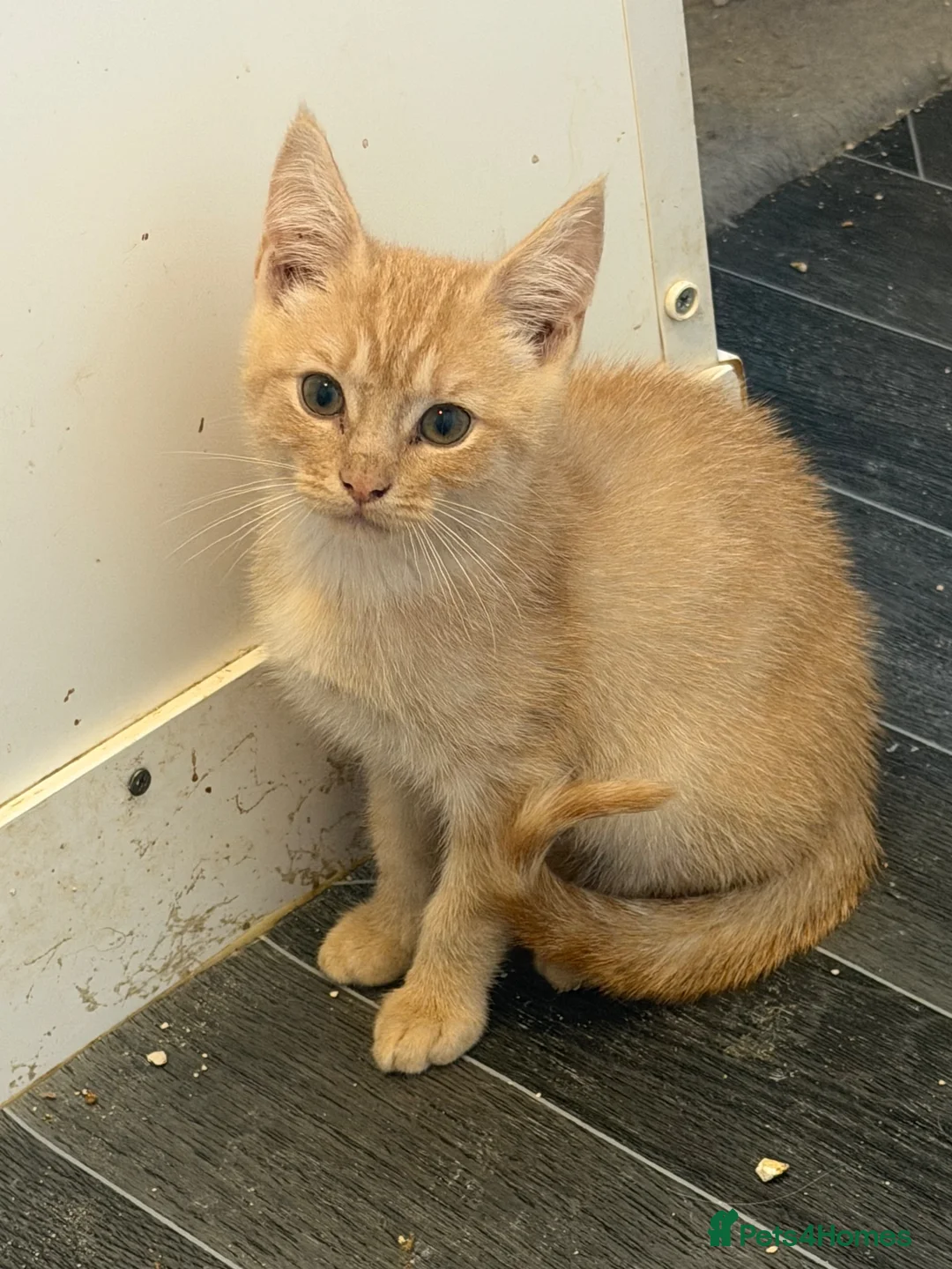 Maine Coon cats for sale: Maine coon  - Advert 2