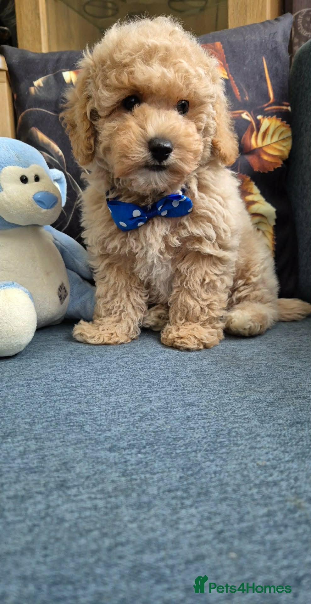 Maltipoo dogs Maltipoo boys  - Advert 3