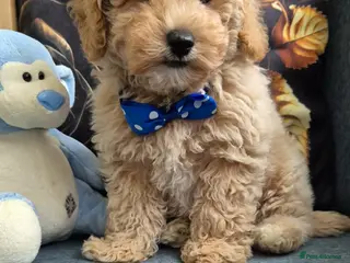 Maltipoo dogs Maltipoo boys - Advert 3