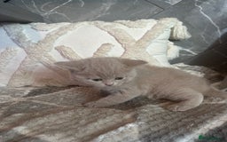 British Shorthair cats for sale: 🏆 BSH Cream male available 🏆 - Image 8