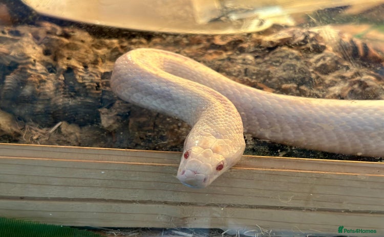 Corn Snake reptiles - Advert 6