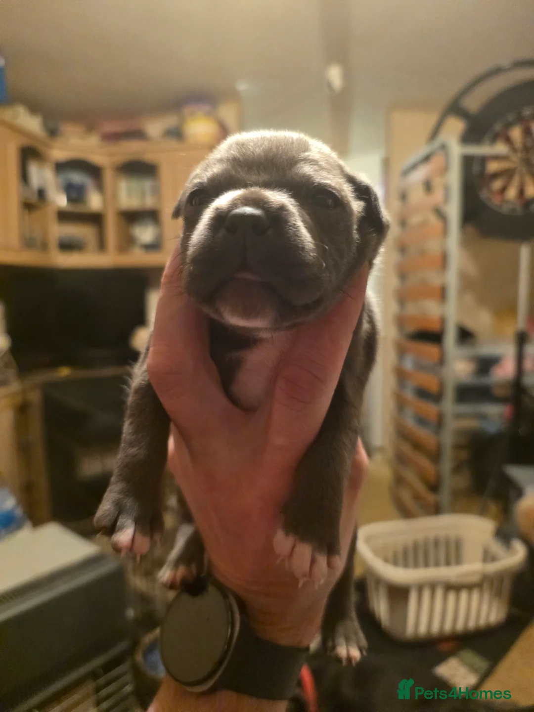 Staffordshire Bull Terrier dogs for sale: Blue Staffordshire Bull Terrier - Advert 11