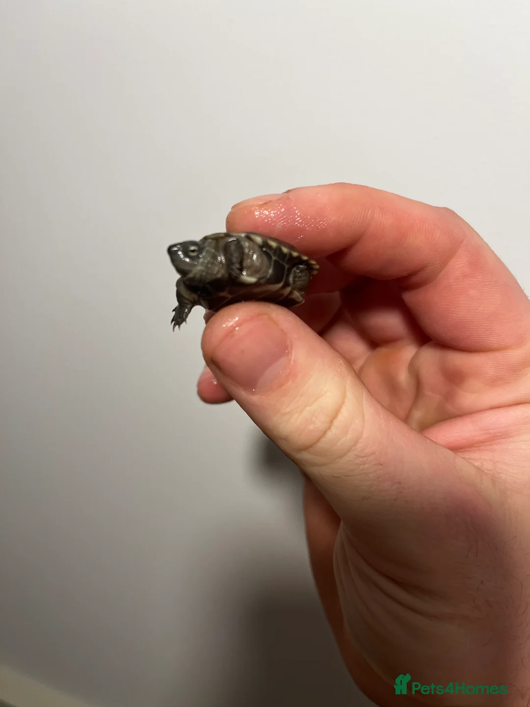 Turtle reptiles for sale: Baby Reeves Turtles and full setups available  - Advert 2