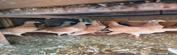 Mixed Breed birds for sale: Pigeons for sale all for 120£ in Nottingham - Advert 3