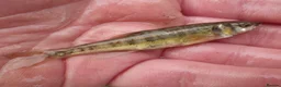 Minnows fish for sale: Native Fish Minnows, Carp, Perch, Silver Fish etc - Advert 5