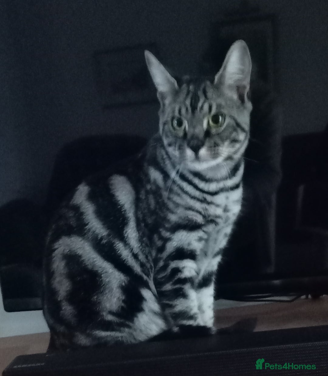 Savannah cats for sale: Full Pedigree & TICA Reg F5 Marble Savannah Kitten - Advert 1