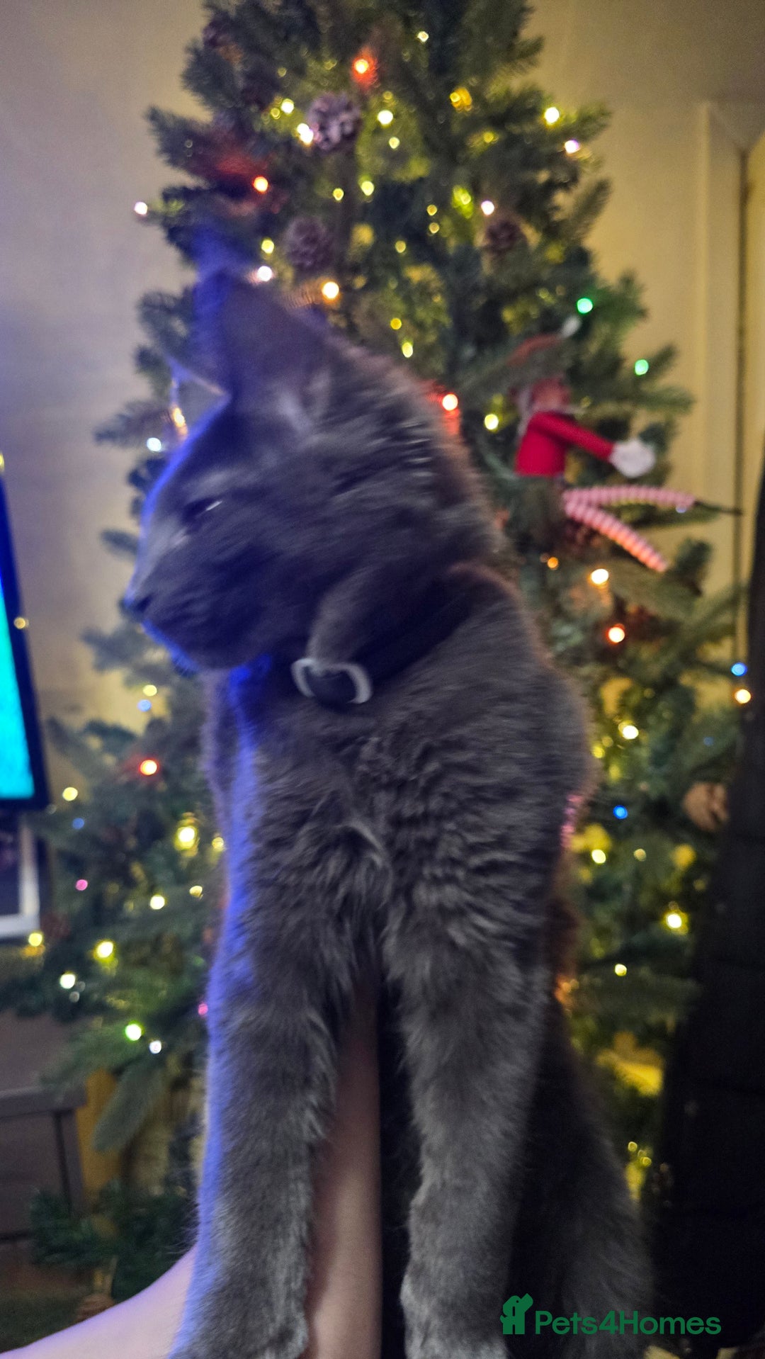 Maine Coon cats for sale: 5 beautiful maine coon ready to go - Advert 18