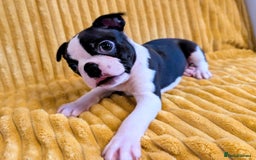Boston Terrier dogs for sale: Adorable KC reg Boston Terrier Puppies - Image 8