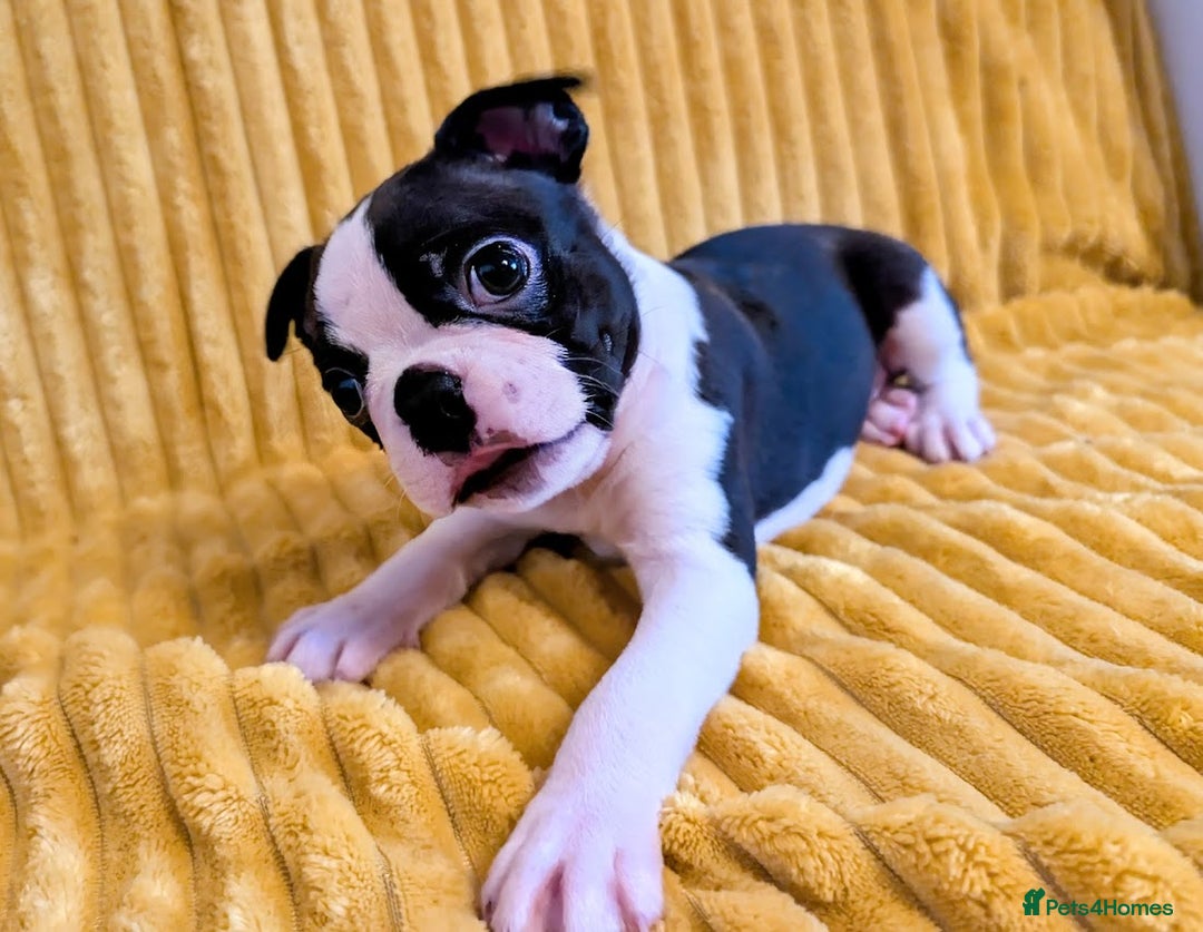 Boston Terrier dogs for sale: Adorable KC reg Boston Terrier Puppies - Image 8