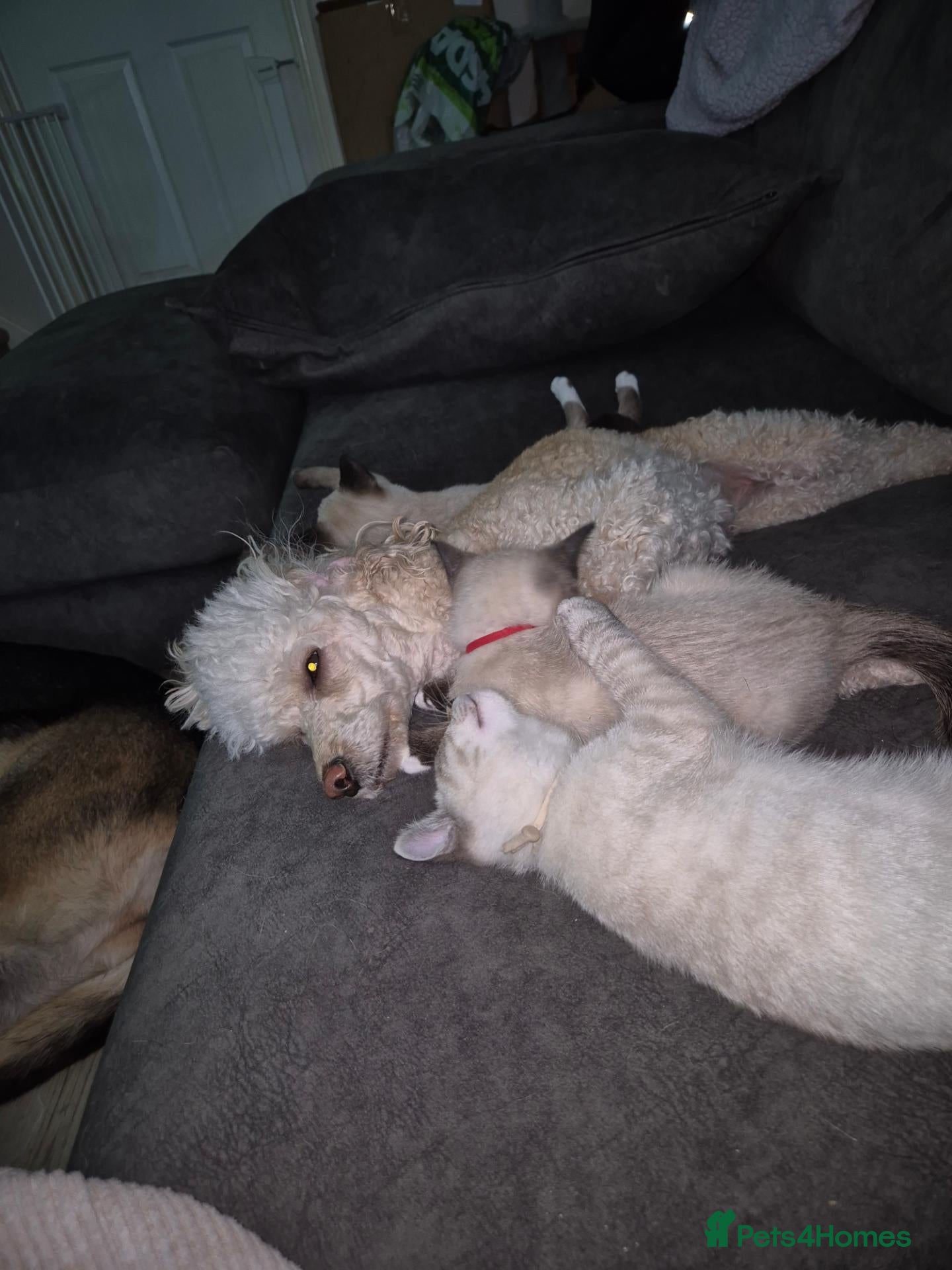 Snowshoe cats for sale: Rare Snowshoe Kittens READY TO LEAVE NOW - Advert 2